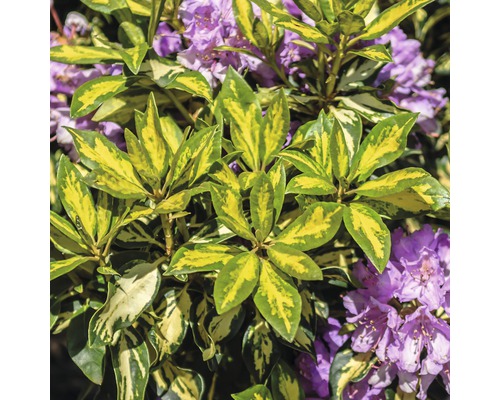Nahaufnahme einer Rhododendronpflanze mit Blättern und lila Blüten.