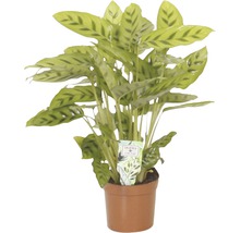 Leoparden-Korbmarante FloraSelf Calathea 'Leopardina' H 35-45 cm Ø 12 cm Topf