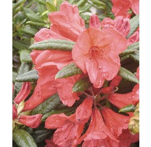 Nahaufnahme einer Rhododendronblüte