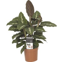Korbmaranthe FloraSelf Calathea-Cultivars 'Mauiqueen' H 35-45 cm Ø 12 cm Topf-thumb-0