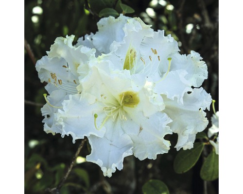 Nahaufnahme einer weißen Rhododendronblüte