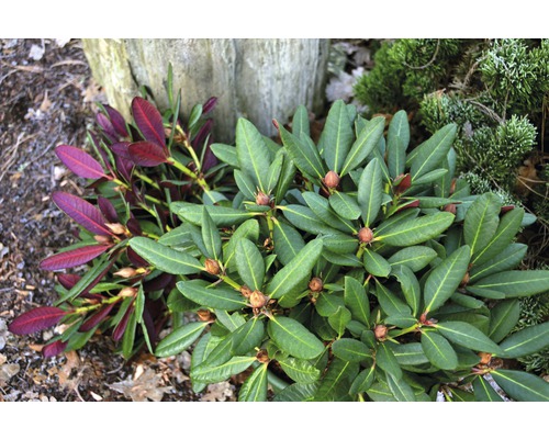 Großblumige Alpenrose FloraSelf Rhododendron Hybride 'Wine and Roses' ® H 30-40 cm Co 6 L