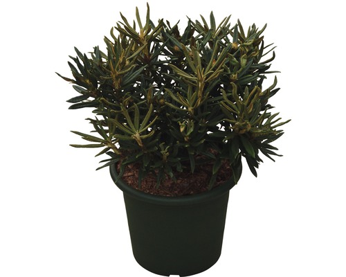 Rhododendron im Topf