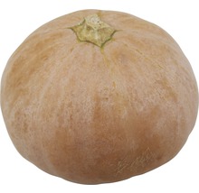 Ein einzelner Hokkaido Kürbis.