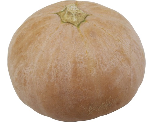 Ein einzelner Hokkaido Kürbis.