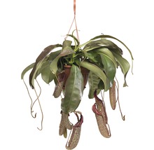 Kannenpflanze-Ampel FloraSelf Nepenthes 'Miranda' H 65-70 cm Ø 25 cm Topf-thumb-0