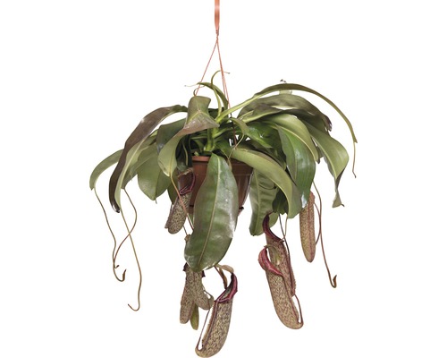 Kannenpflanze-Ampel FloraSelf Nepenthes 'Miranda' H 65-70 cm Ø 25 cm Topf-0