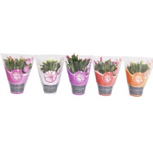 Fünf verpackte Weihnachtskakteen in Töpfen