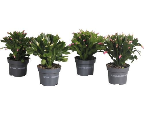 Vier Topfpflanzen Weihnachtskakteen mit grünen Blättern und Blütenknospen in Töpfen der Marke Schlumbergera