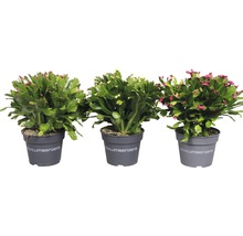 Drei Schlumbergera-Pflanzen in Töpfen