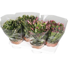 Weihnachtskakteen in Töpfen auf einem Tablett.