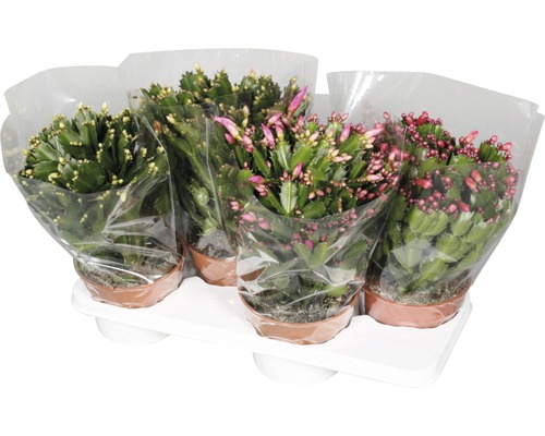 Weihnachtskakteen in Töpfen auf einem Tablett.