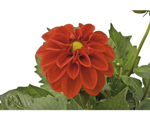 Dahlie Dahlietta® Anna (Scarlet) FloraSelf Ø 12 cm Topf scharlachrote Blüten mit gelbem Kern