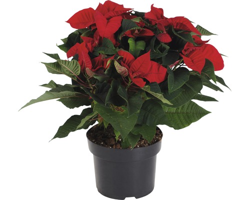 Weihnachtsstern FloraSelf Euphorbia pulcherrima 'Christmas Feeling' H 35-45 cm Ø 15 cm Topf