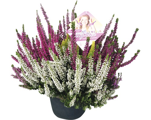 Knospenheide FloraSelf Calluna vulgaris 'Beauty Ladies High Five' Ø 17 cm Topf
