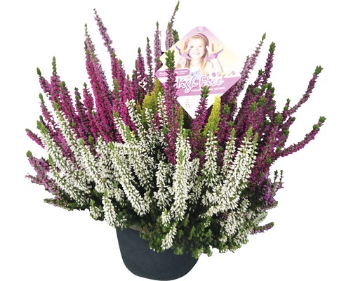 Knospenheide FloraSelf Calluna vulgaris 'Beauty Ladies High Five' Ø 17 cm Topf Besenheide im Topf mit ''High Five'' Etikett