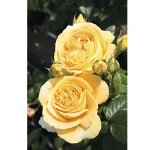 Nahaufnahme von gelben Rosenblüten