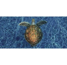 Postkarte Geo XXL Schildkröte 23x11 cm