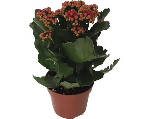 Flammendes Käthchen Kalanchoe blossfeldiana 'Calandiva' H 20-25 cm Ø 12 cm Topf rot Flammendes Käthchen im Topf mit grünen Blättern und roten Blüten
