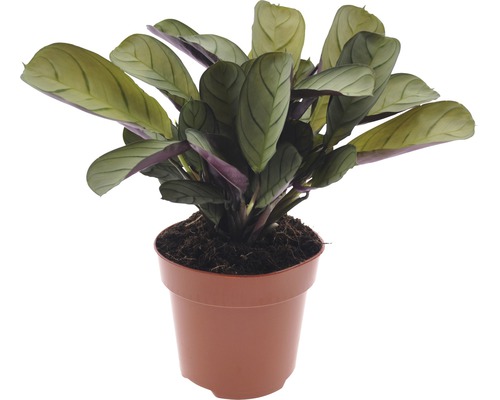 Kamm-Marante FloraSelf Ctenanthe burle-marxii 'Amagris' H 20-30 cm Ø 12 cm Topf Pfeilwurz Zimmerpflanze im Topf