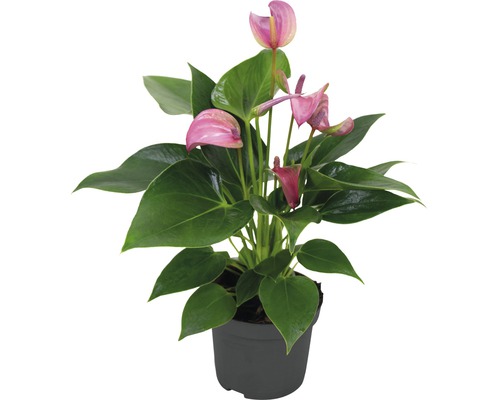 Flamingoblume/ Anthurie FloraSelf Anthurium andreanum 'Pink' H 25-30 cm Ø 9 cm Topf