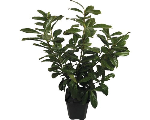 Lorbeerkirsche im Topf