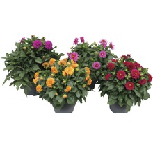 Mehrere Dahlien in Töpfen mit bunten Blüten
