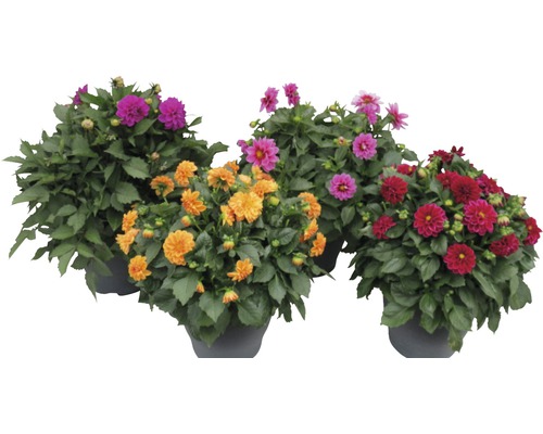 Mehrere Dahlien in Töpfen mit bunten Blüten