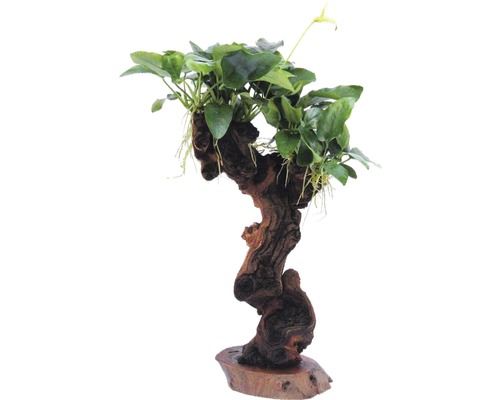 Aquarium-Pflanze auf Wurzelholz