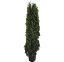 Im Topf stehende Thuja als immergrüne Heckenpflanze