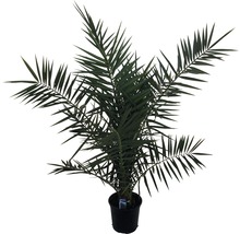 Dattelpalme im Topf