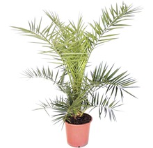 Dattelpalme im Topf