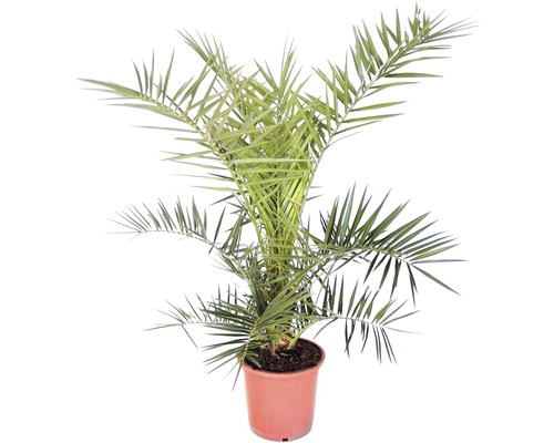 Dattelpalme im Topf