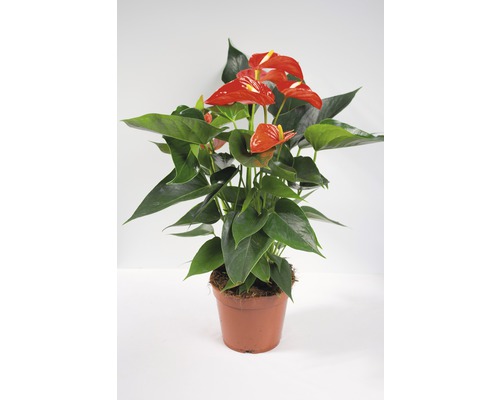 Flamingoblume/ Anthurie orange FloraSelf Anthurium andreanum H 55-60 cm Ø 17 cm Topf