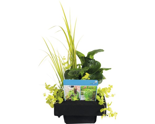 Teichpflanzen-Set in einem schwarzen Pflanzgefäß mit verschiedenen Wasserpflanzen.