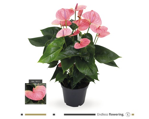 Flamingoblume/Anthurie rosa FloraSelf Anthurium andreanum H ca. 50 cm Ø 17 cm Topf Anthurie Pflanze mit rosa Blättern im Topf