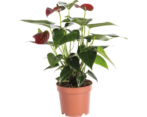 Flamingoblume/ Anthurie FloraSelf Anthurium andreanum H 35-40 cm Ø 12 cm Topf rot