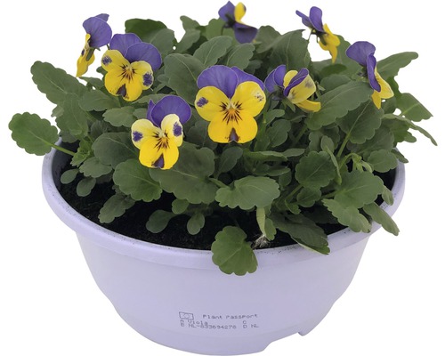 Hornveilchen FloraSelf viola cornuta Ø 21 cm Topf