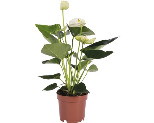 Anthurie im Topf mit weißen Blüten