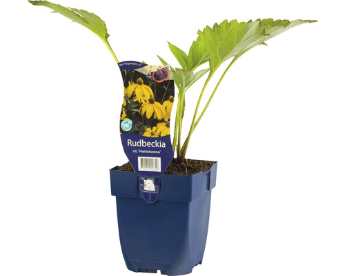 Fallschirm-Sonnenhut FloraSelf Rudbeckia nitida 'Herbstsonne' H 5-20 cm Co 0,5 L Rudbeckia Herbstsonne Pflanze im Topf