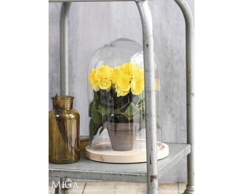 Gelbe Blumen in einem Glasdom auf einem Metallregal, neben einer braunen Glasflasche.