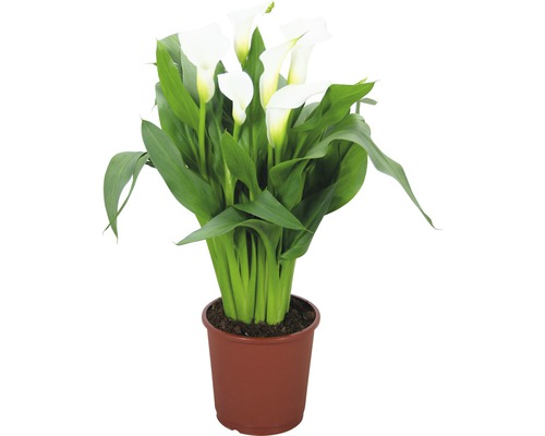 Zimmercalla FloraSelf Zantedeschia 'Crystal Blush' H 40-45 cm Ø 13 cm Topf weiß Calla Pflanze im Topf