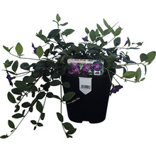 Immergrün ''Vinca minor'' im Topf