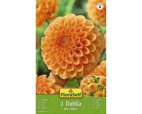 Blumenzwiebel FloraSelf Ball-Dahlie 'Sylvia' 1 Stk-0