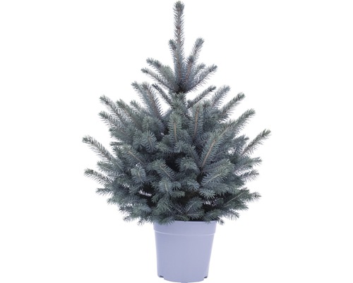 Blaufichte, Blaue Stechfichte 'Baby blue' FloraSelf H 100-120 cm Co 7,5 L Mini Weihnachtsbaum zur Pflanzung geeignet Blaufichte im Topf