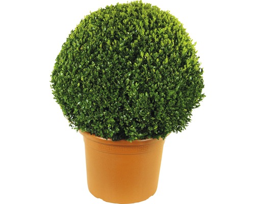 Buchsbaum-Kugel FloraSelf Buxus sempervirens Durchmesser ca. 50-55 cm Co 36 L Kugelbuxbaum im Topf für den Garten