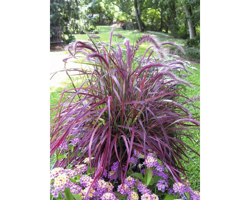 Rotes Lampenputzergras FloraSelf Pennisetum x advena 'Fireworks' H 10-60 cm Co 3 L Ziergras mit Blüten und lila Blumen im Garten