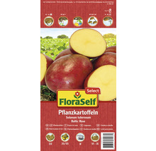 Pflanzkartoffeln 'Baltic Rose' FloraSelf Select vorwiegend festkochenden rote Schale 10 Stk.