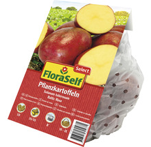 Pflanzkartoffeln 'Baltic Rose' FloraSelf Select vorwiegend festkochenden rote Schale 10 Stk.