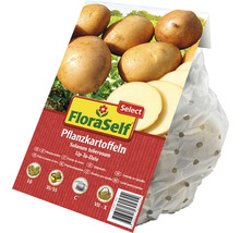 Pflanzkartoffeln 'Up-To-Date' FloraSelf Select 10 Stk. mehligkochend